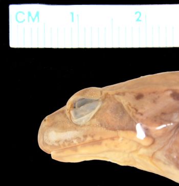 Media type: image; Herpetology A-26487